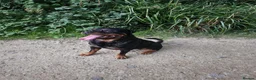 Rottweiler dogs for sale: Rottweiler puppies  - Advert 9