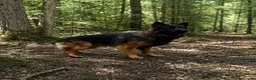 German Shepherd dogs for stud: Standing at Stud in Spalding - Advert 5