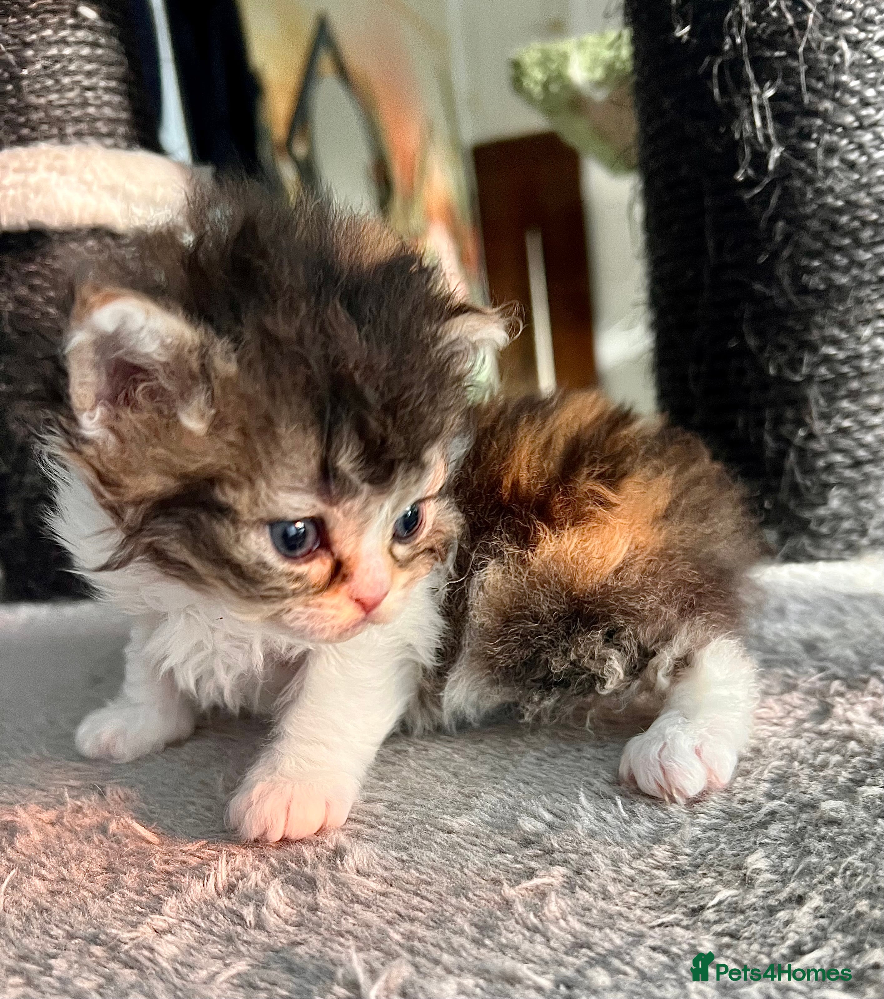 Selkirk Rex cats Stunning Selkirk rex kittens - Advert 4