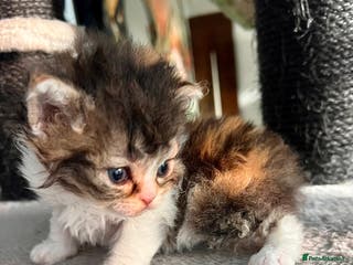 Selkirk Rex cats Stunning Selkirk rex kittens - Advert 4