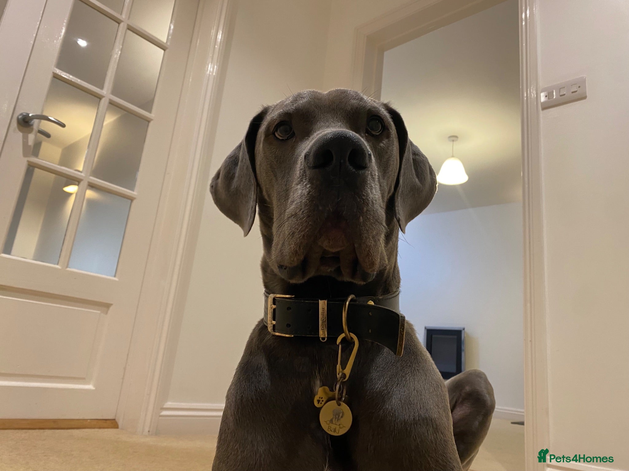 Great Dane dogs Great Dane Looking For Loving New Home - Advert 2
