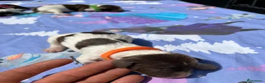 English Springer Spaniel Puppy 3