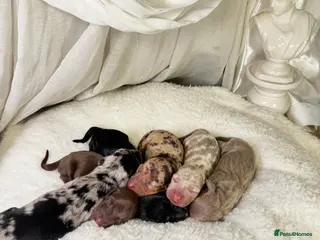 Miniature Dachshund dogs MINI DACHSHUND PUPPIES💕 KC REGISTERED/PRA CLEAR - Advert 6