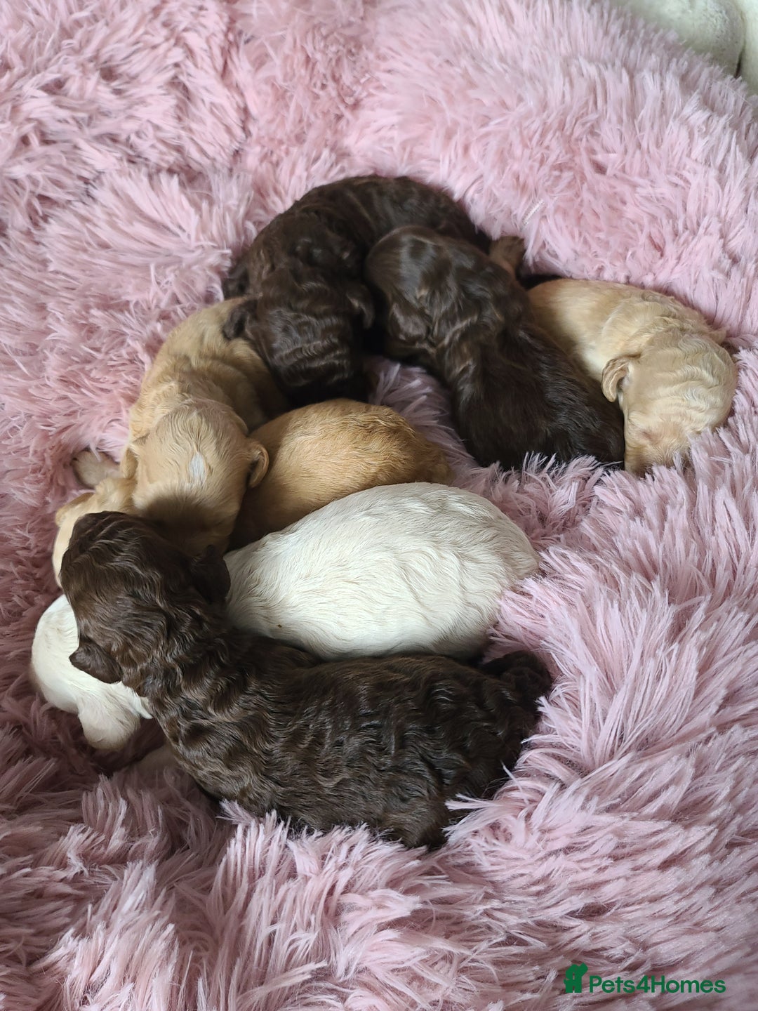 Cockapoo dogs for sale: F1b Cockapoos. Boys & Girls. DNA HEALTH TESTED - Image 31
