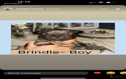 French Bulldog dogs for sale: KC French bulldog  - Image 9