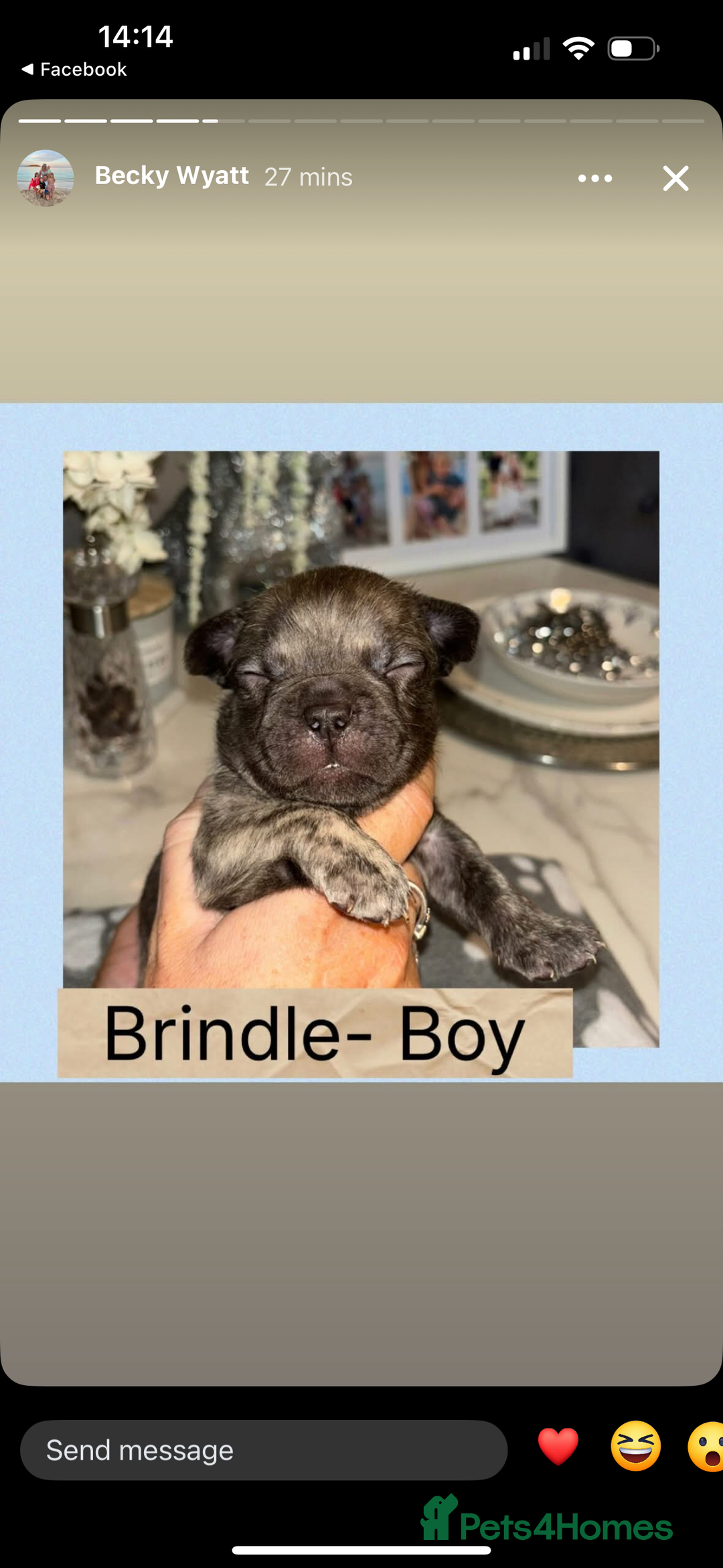 French Bulldog dogs for sale: KC French bulldog  - Image 9