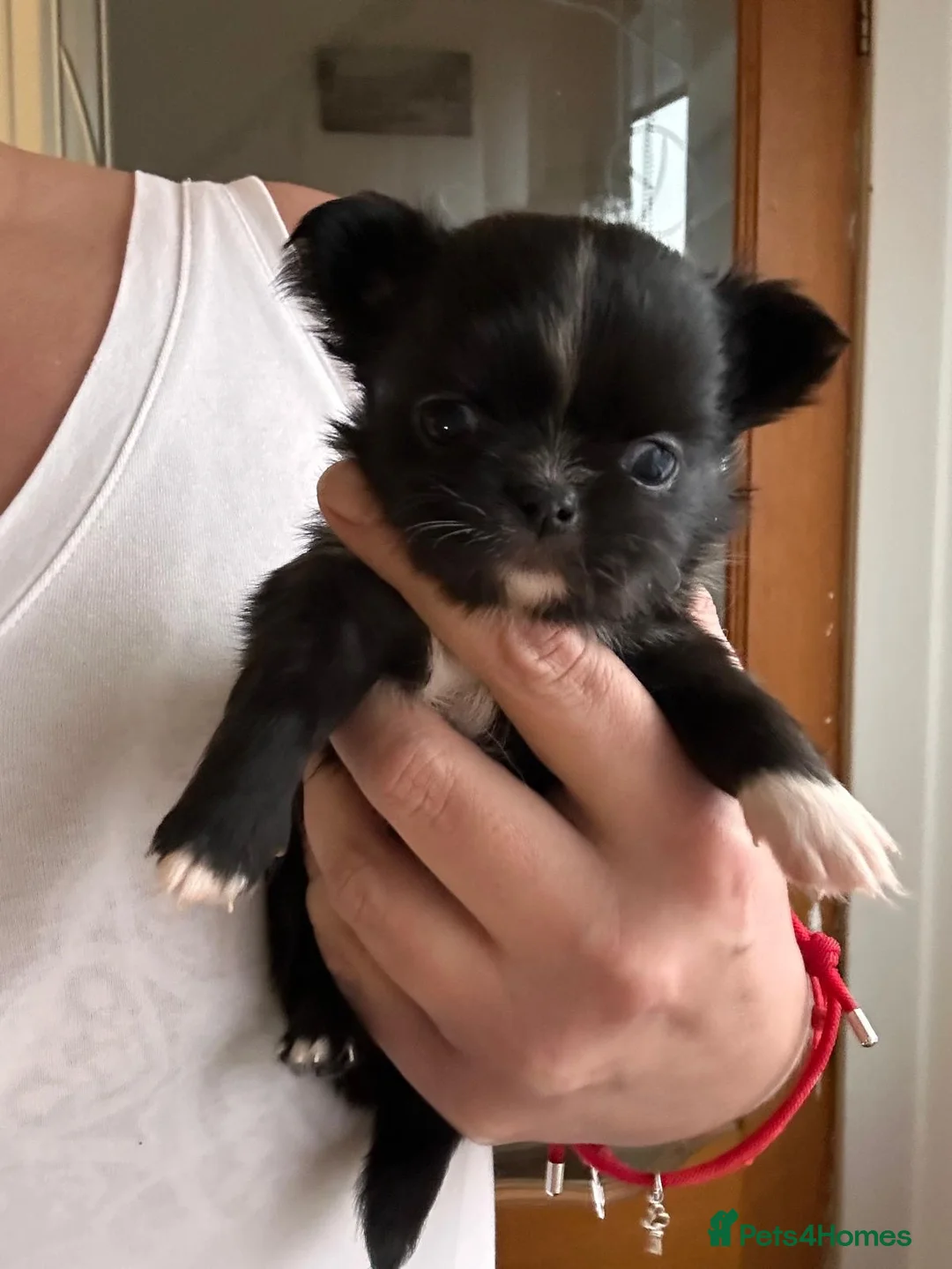 Chihuahua dogs for sale: Long hair, beautiful chihuahuas - Advert 3