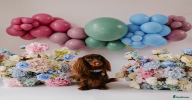Miniature Dachshund dogs - Advert 8