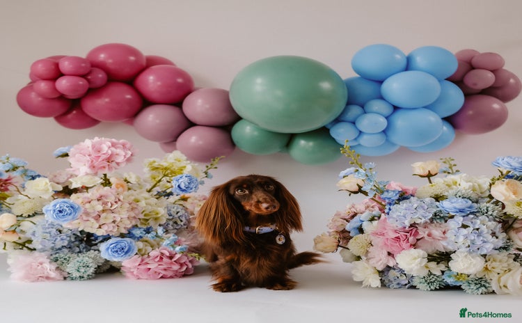 Miniature Dachshund dogs - Advert 13