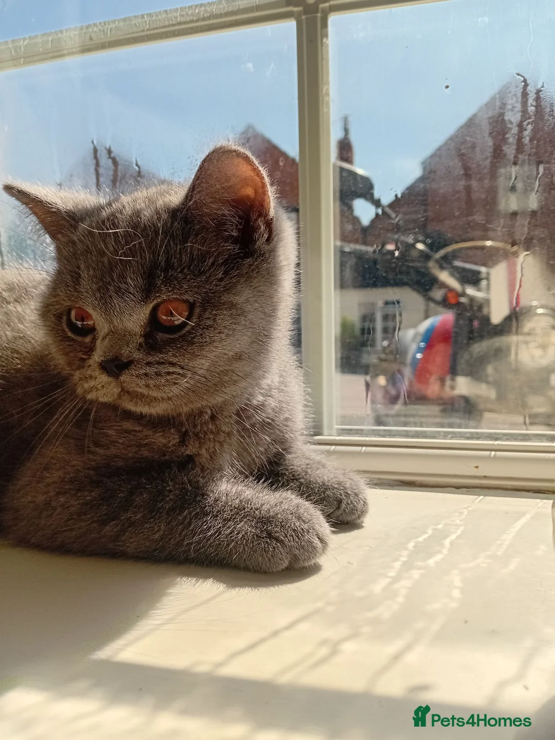 British Shorthair cats for sale: BRITISH SHORTHAIR - READY TO LEAVE  - Advert 1