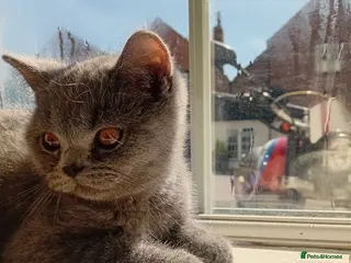 British Shorthair cats BRITISH SHORTHAIR - READY TO LEAVE - Advert 1