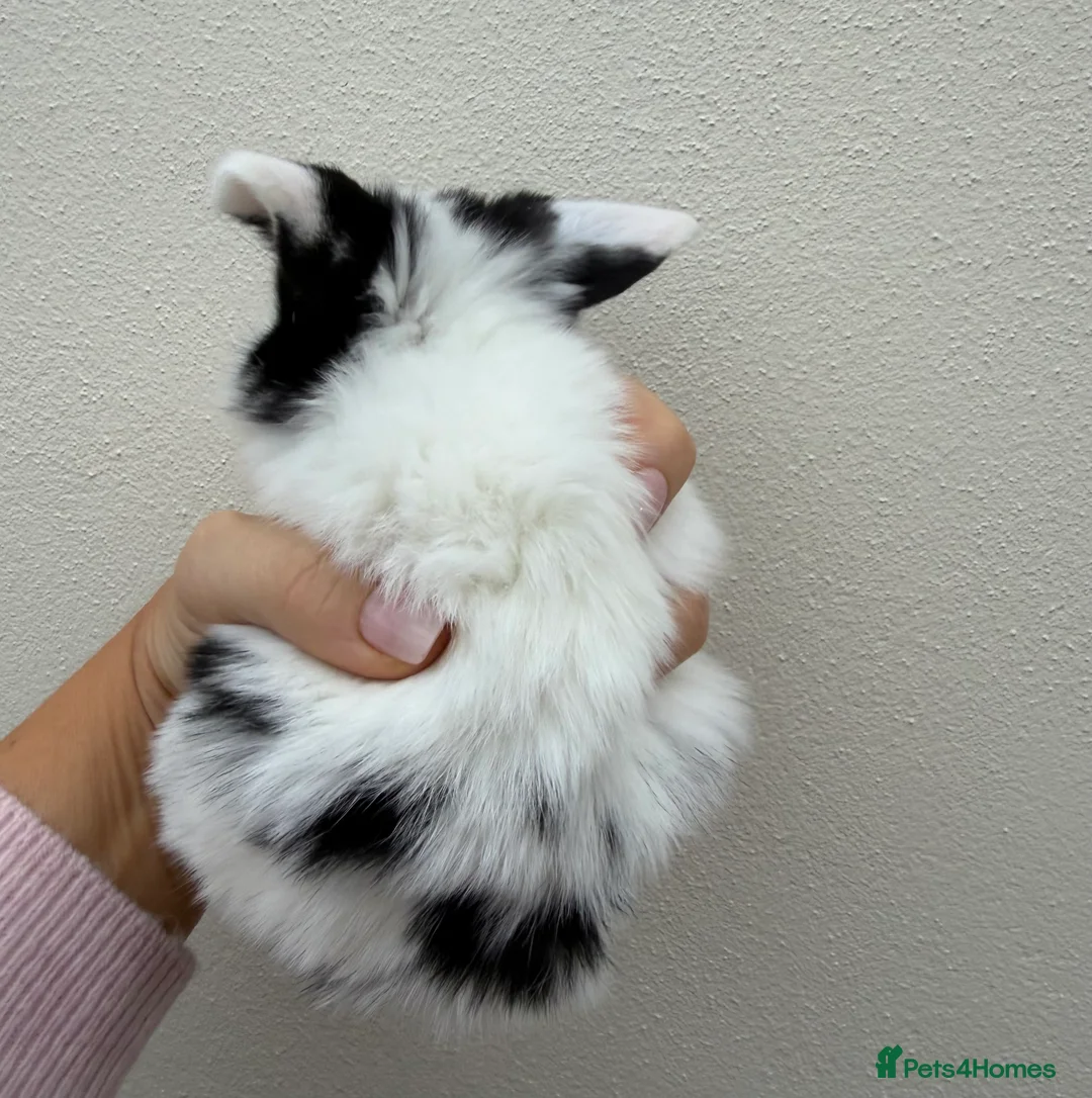 Mini Lop rabbits for sale: Purebred mini lops *Avail to Reserve - Advert 5