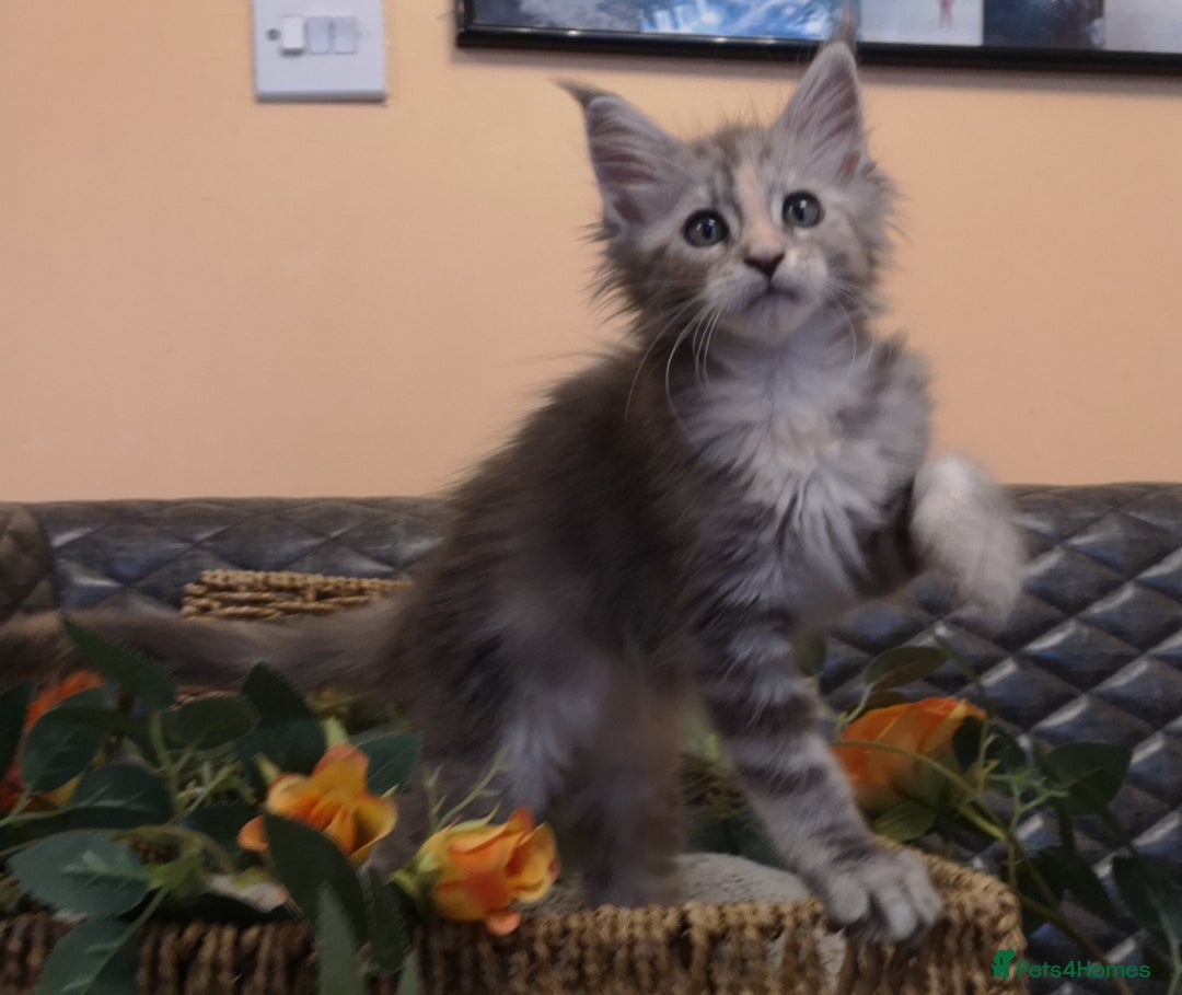 Maine Coon cats for sale: Maine Coon Kittens Parents Tica Reg& Health tested - Image 17
