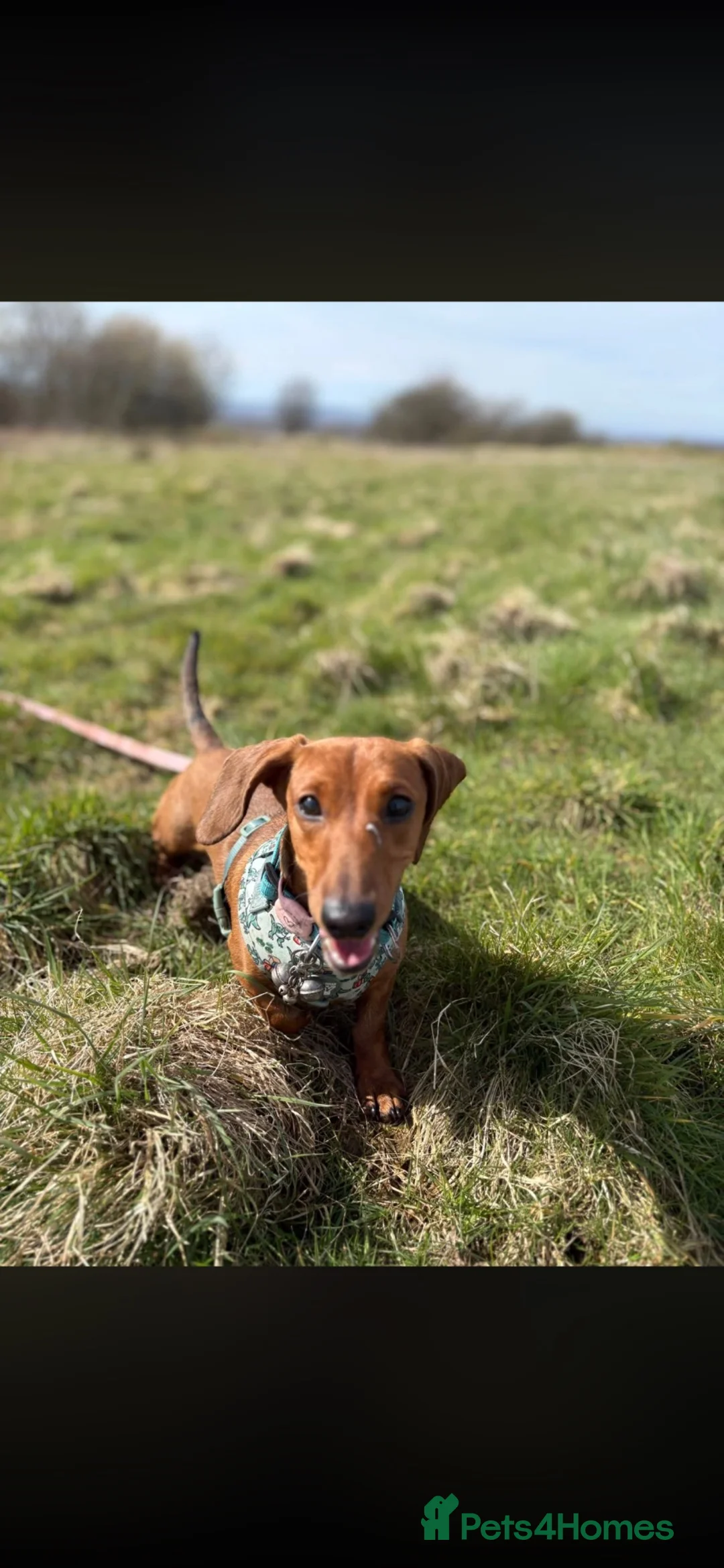 Miniature Dachshund dogs for stud: Male Mini dachshund stud in Motherwell - Advert 5
