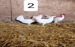 Chickens poultry for sale: Trios of pure bred chicken breeds - Image 12