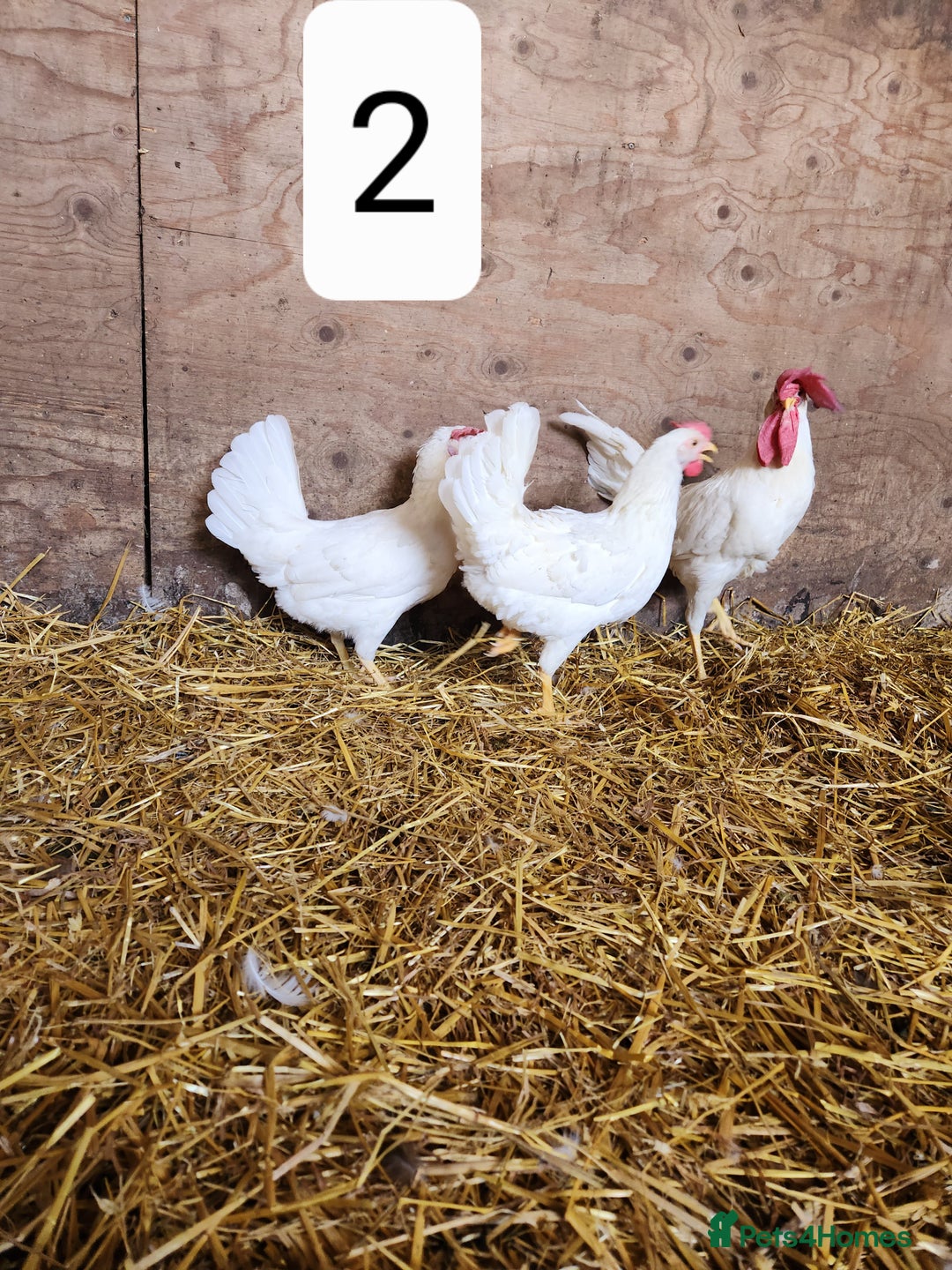 Chickens poultry for sale: Trios of pure bred chicken breeds - Image 12
