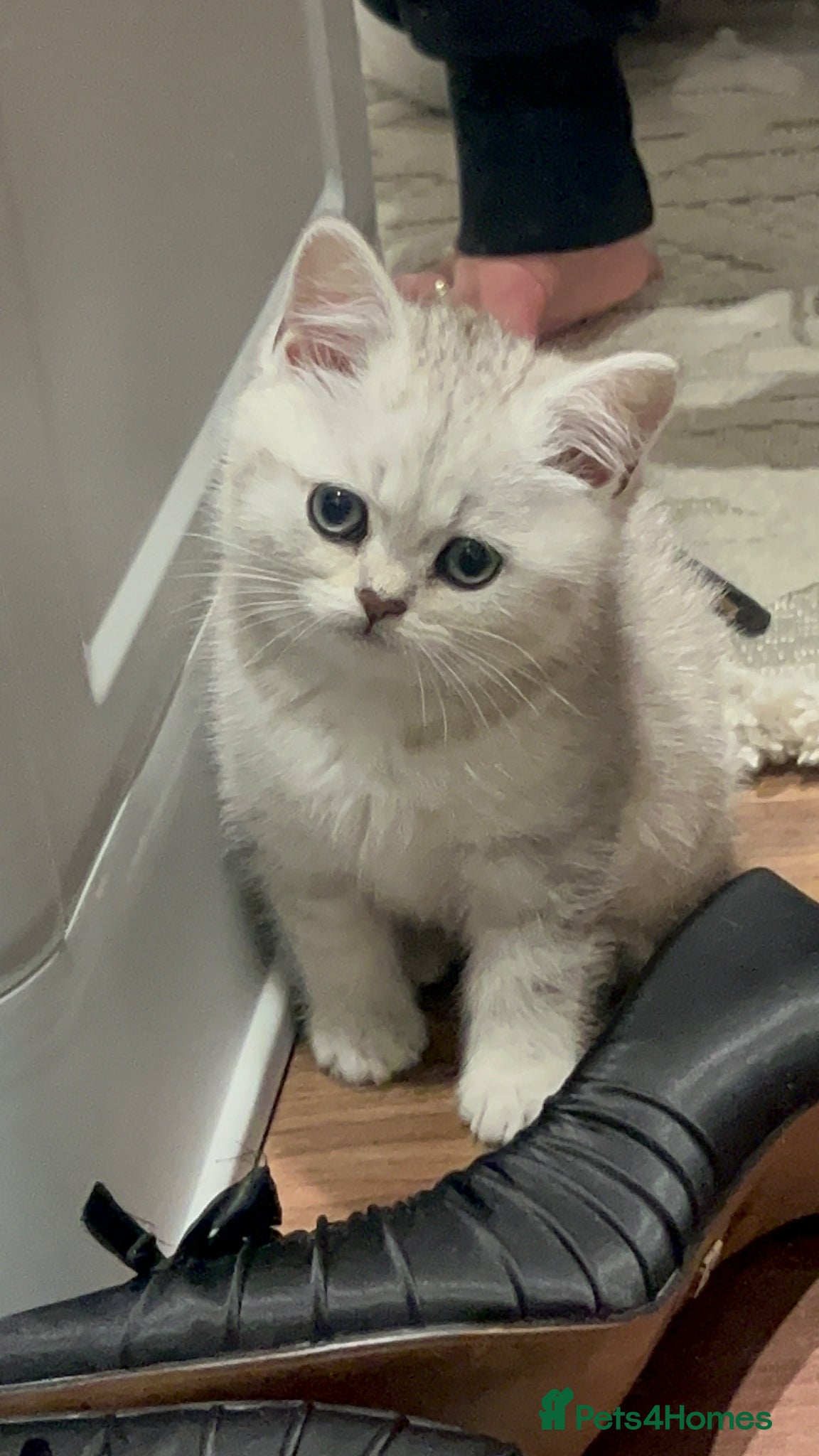 Mixed Breed cats Half BRITISH SH half Scottish fold mixedbreed girl - Advert 1