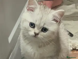 Mixed Breed cats Half BRITISH SH half Scottish fold mixedbreed girl - Advert 1