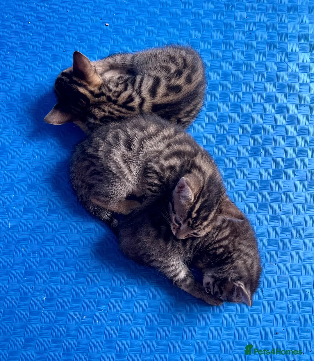 Bengal cats for sale: Beautiful bengal kittens for sale, norwich nr9 - Advert 2