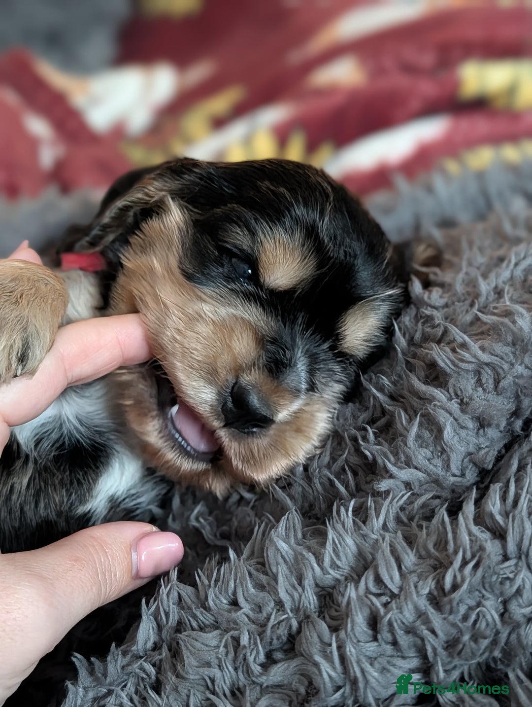 Cocker Spaniel dogs for sale: Champion bloodline sable show cocker boy - Advert 11