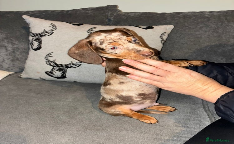 Dachshund dogs - Advert 6