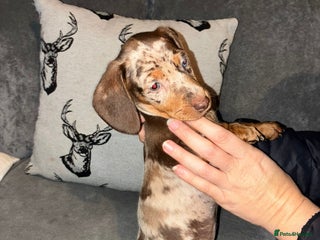 Dachshund dogs - Advert 18