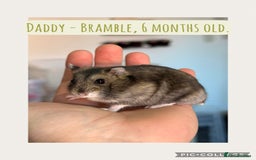 Hamster rodents for sale: Rescued Dwarf Hamsters For Adoption  - Image 1