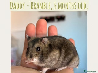 Hamster rodents - Advert 1