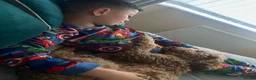 Cockapoo dogs for sale: 2 cockapoos to go together  - Advert 5