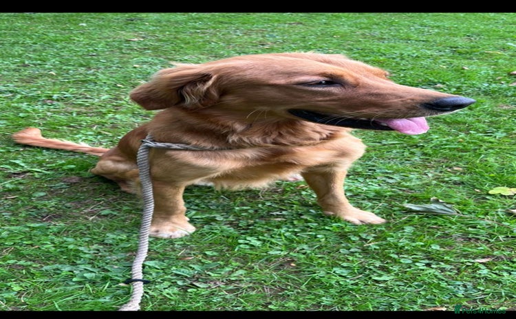Golden Retriever dogs - Advert 1