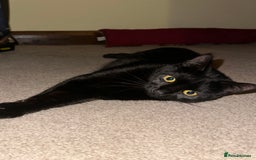 Mixed Breed cats for sale: Beautiful Kittens – One Grey Boy & Two girls - Image 14