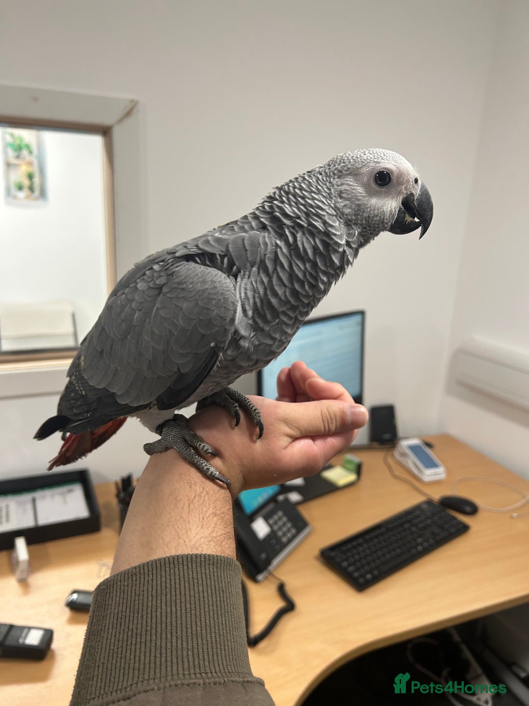 Parrots birds for sale: Hand Reared Baby African Greys  - Advert 4