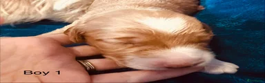 Cockapoo 1