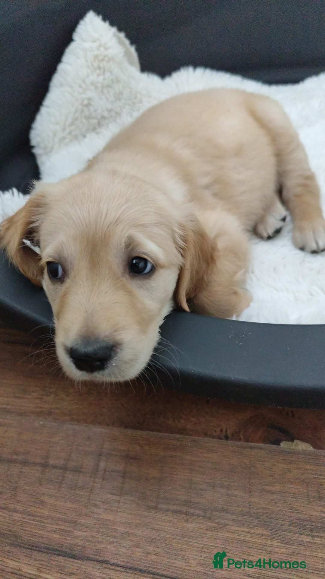 Golden Retriever dogs for sale: Gentle and loving Golden Retriever puppiess  - Image 14