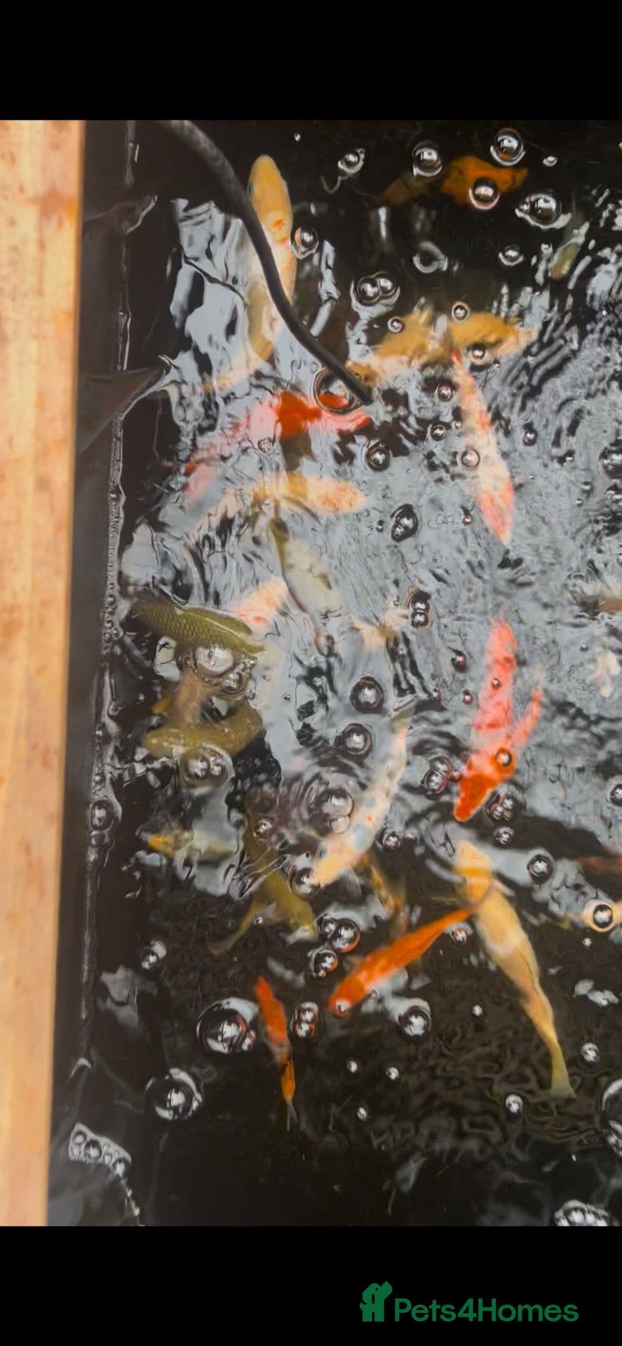 Koi Carp fish Koi Babies  - Advert 2