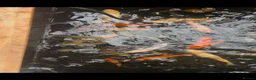 Koi Carp fish for sale: Koi Babies  in Herne Bay - Advert 2