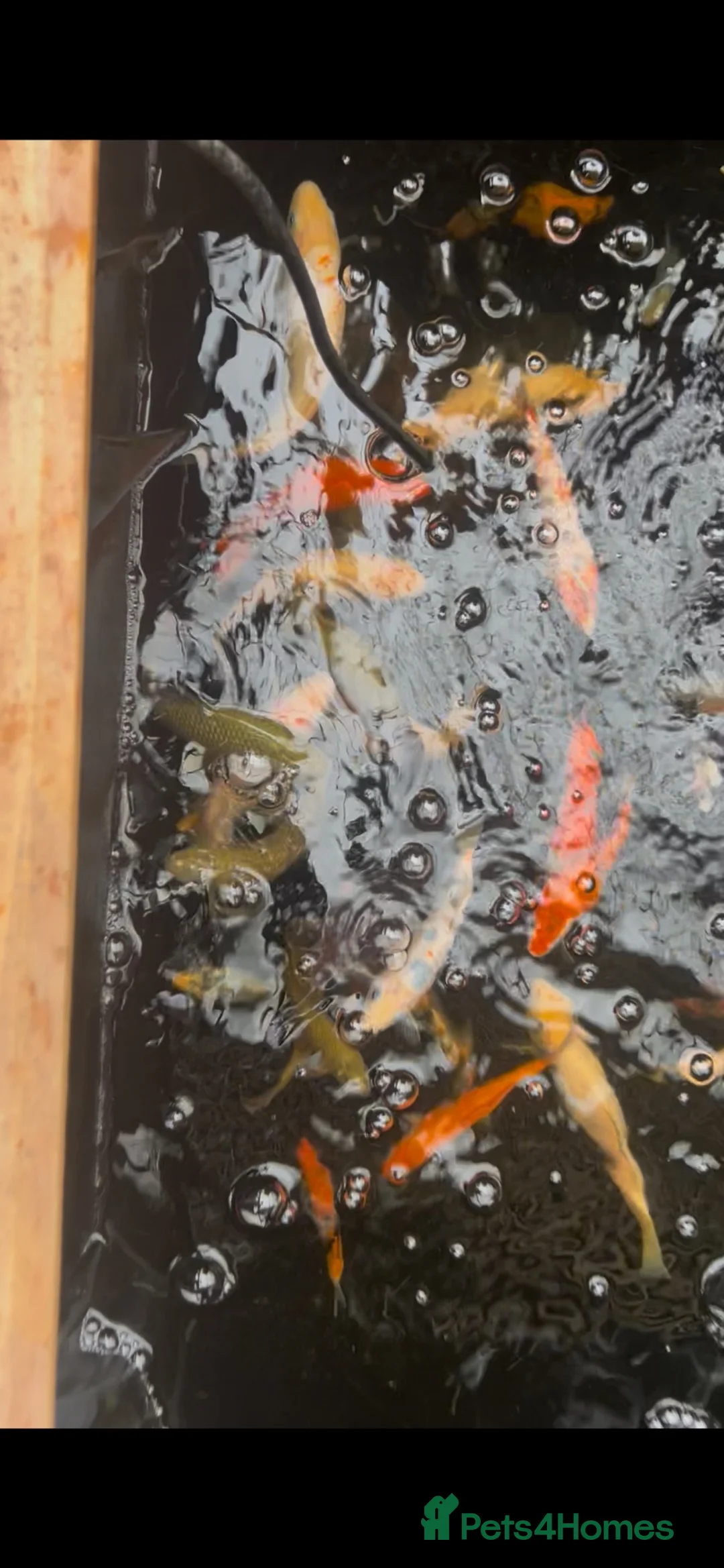 Koi Carp fish for sale: Koi Babies  in Herne Bay - Advert 2