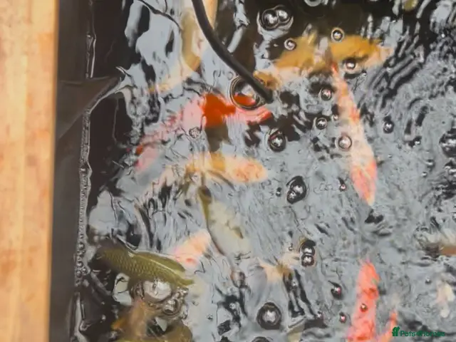 Koi Carp fish for sale: Koi Babies - Advert 2
