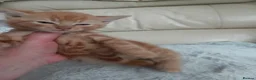 Mixed Breed cats for sale: Beautiful fluffy kittens - Advert 19
