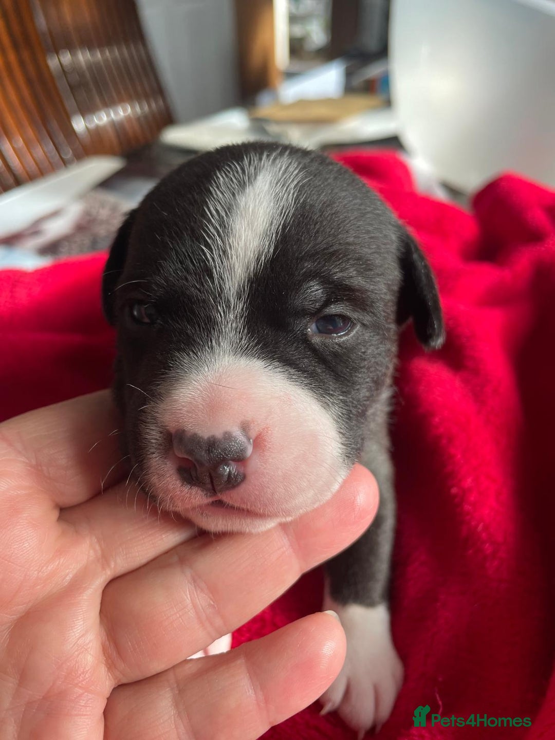 Staffordshire Bull Terrier dogs for sale: Mariusz  - Image 31