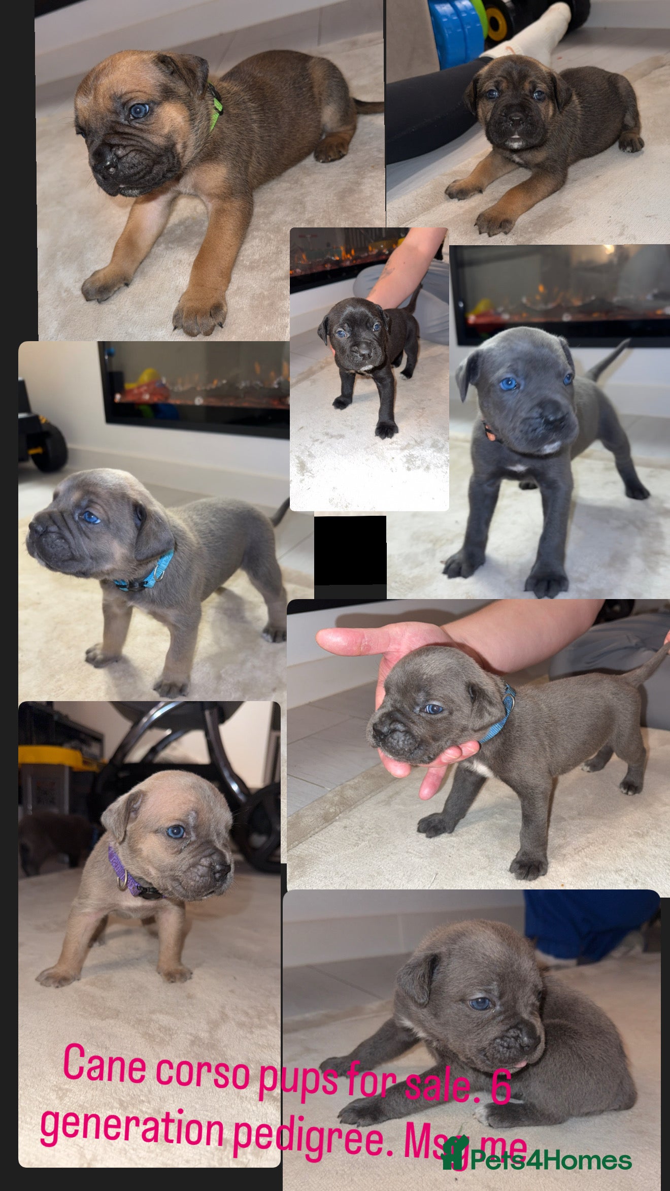 Cane Corso dogs ICF/ICCF Champion 6th GENERATION Cane Corso pups - Advert 3