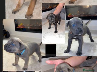 Cane Corso dogs ICF/ICCF Champion 6th GENERATION Cane Corso pups - Advert 3