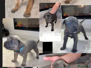 Cane Corso dogs ICF/ICCF Champion 6th GENERATION Cane Corso pups - Advert 2