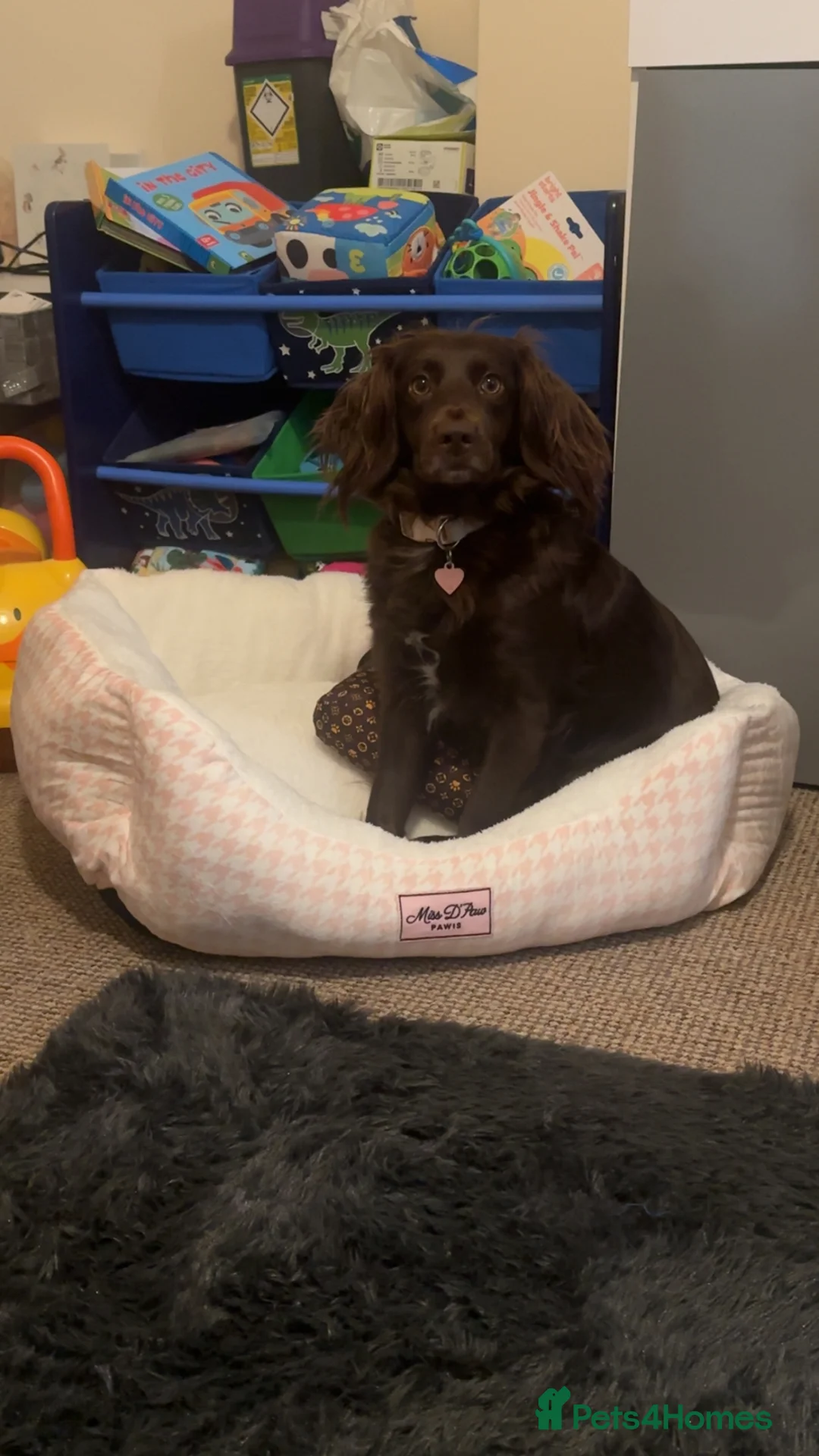Cocker Spaniel dogs for sale: Luna (un neutered spaniel) - Advert 2