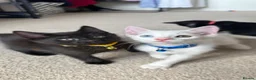 Mixed Breed cats for sale: Black Brown and White Kittens - Advert 8