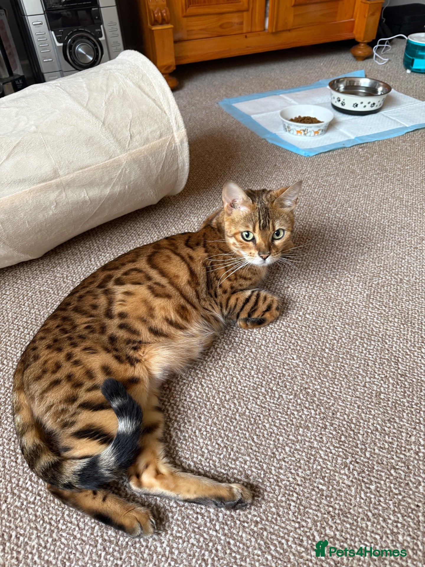 Mixed Breed cats Bengal Cross Female Kitten - Advert 9