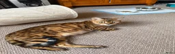 Mixed Breed cats for sale: Bengal Cross Female Kitten - Advert 1