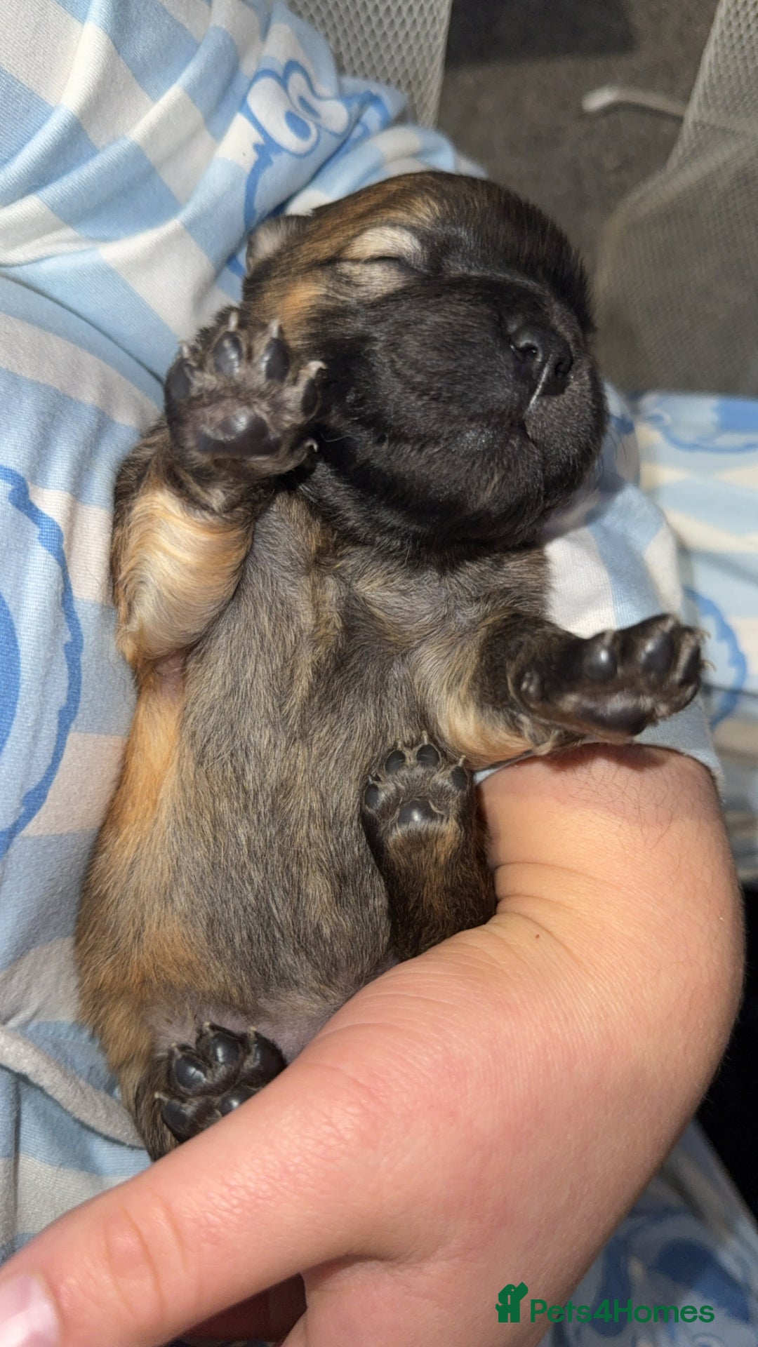 Chow Chow dogs for sale: Chow chow puppies  - Advert 8