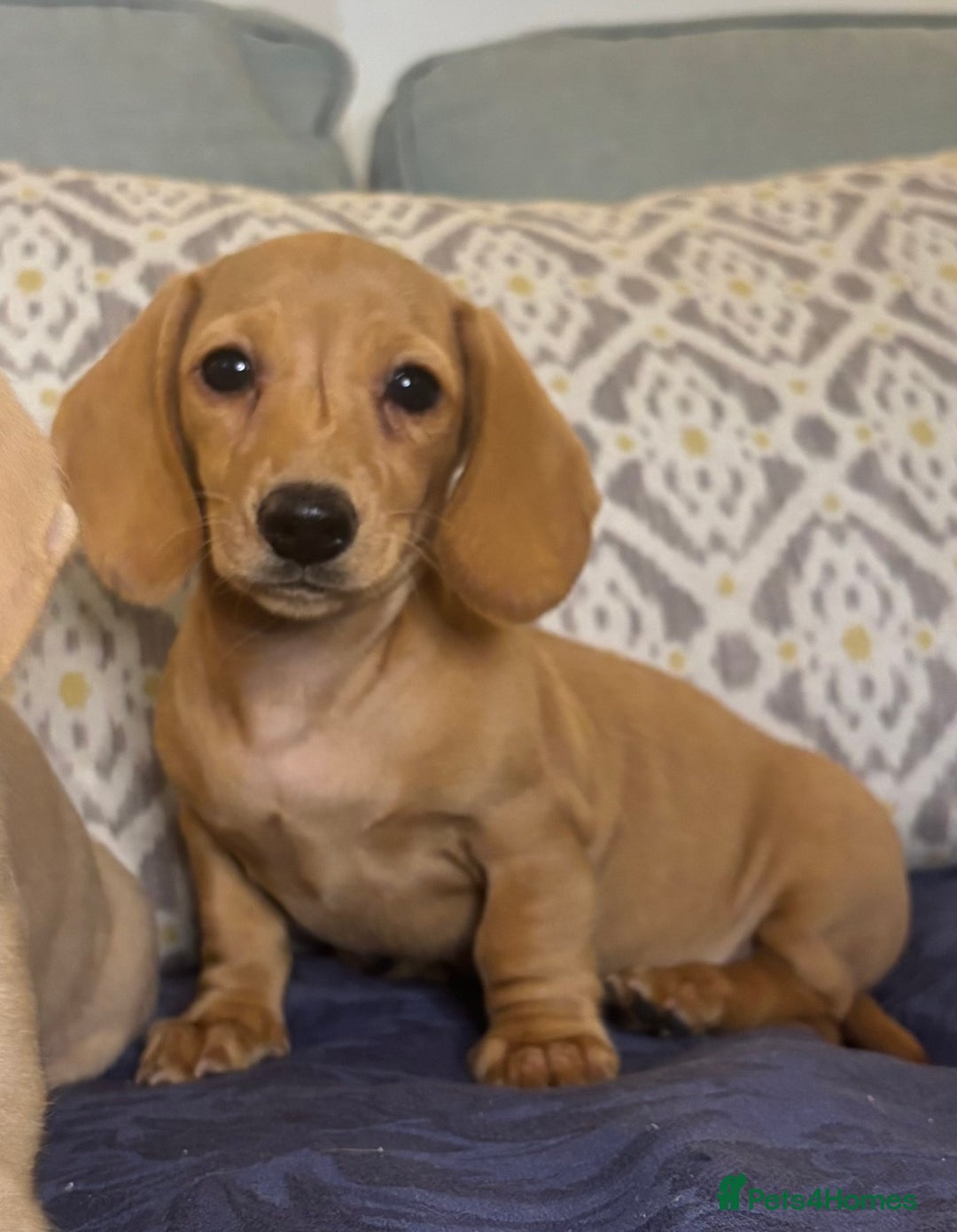 Miniature Dachshund dogs for sale: 🐶 Miniature Smooth Haired Dachshunds. KC REG. 🐶  - Image 13