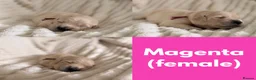 Golden Retriever dogs for sale: GOLDEN RETRIEVER PUPPIES - Advert 9
